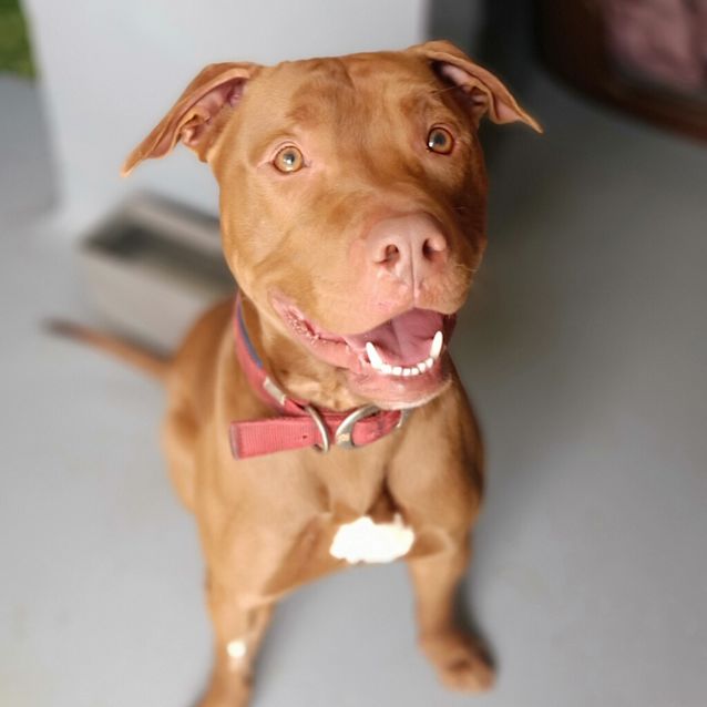 Photo of Chewy