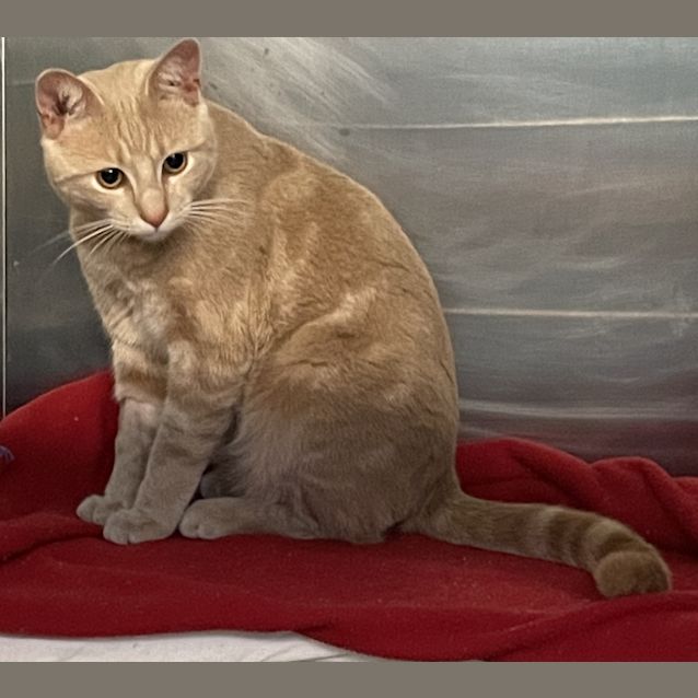 Photo of Jaffa