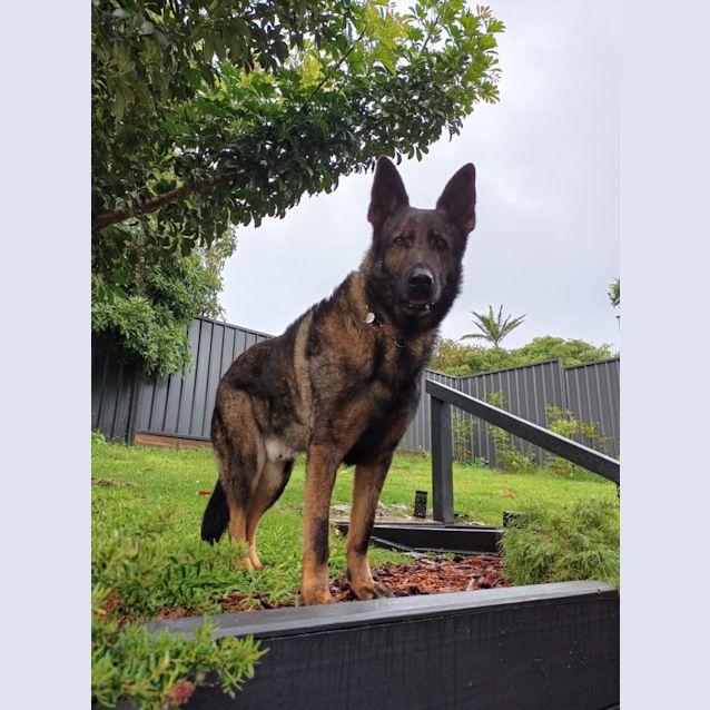 Photo of Indy