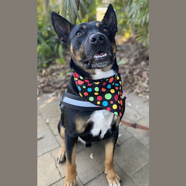 Photo of Oreo