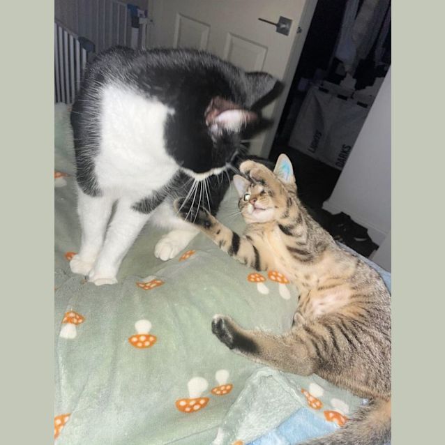 Photo of 🐱‍🚀Jupi🐱‍🚀