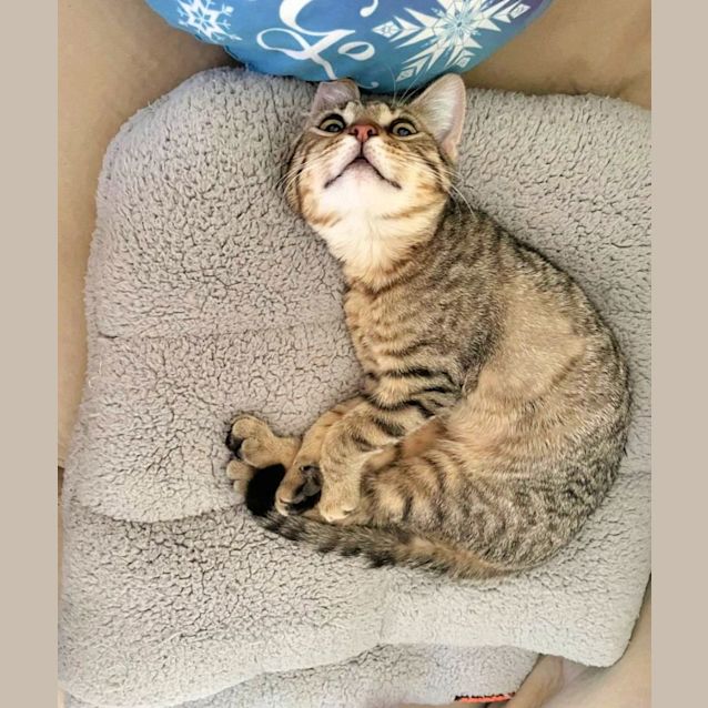 Photo of 🐱‍🚀Jupi🐱‍🚀