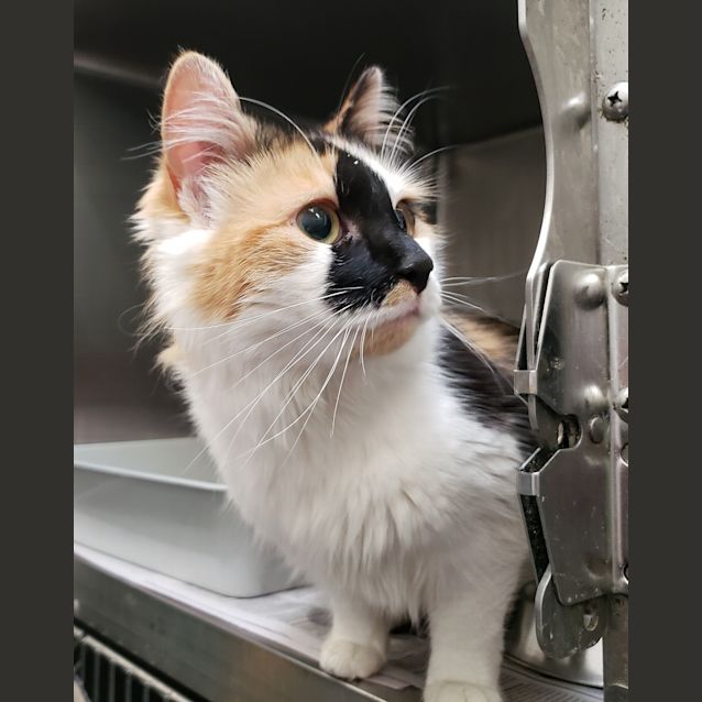 Photo of Lucky