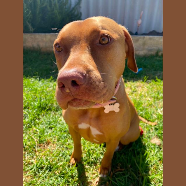 Photo of Peppa Dl2788