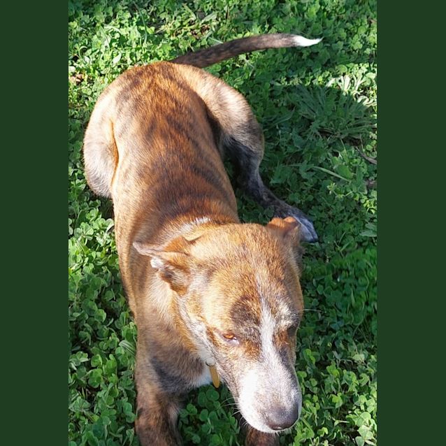 Photo of Shaka Zulu