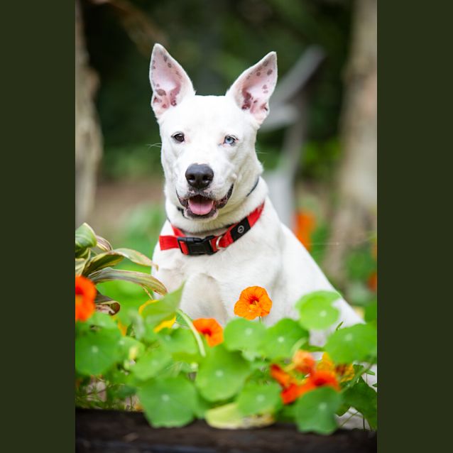Photo of Bolt