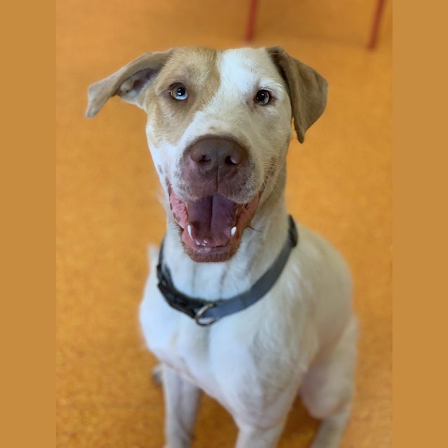 Photo of Banjo