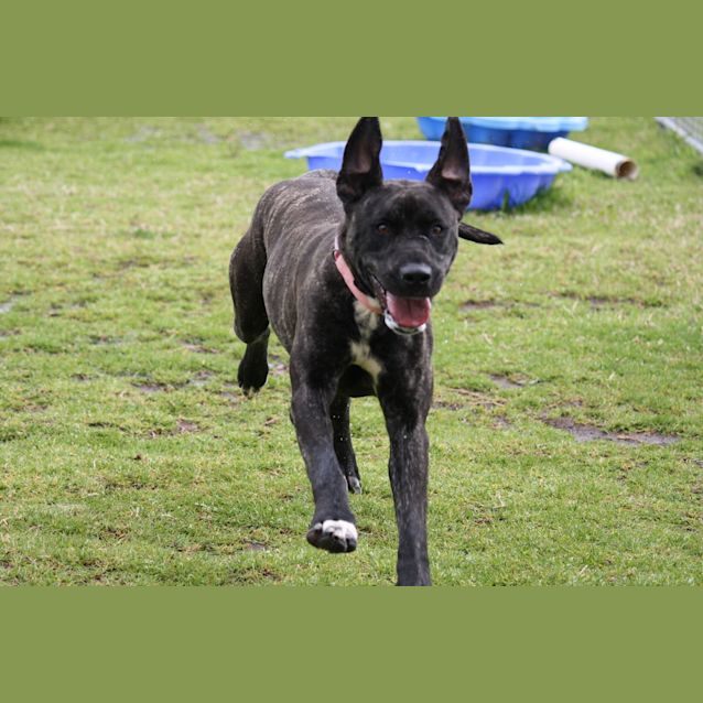 Photo of Nala