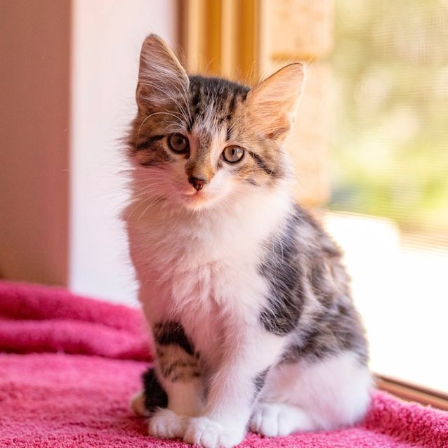 Photo of Felix