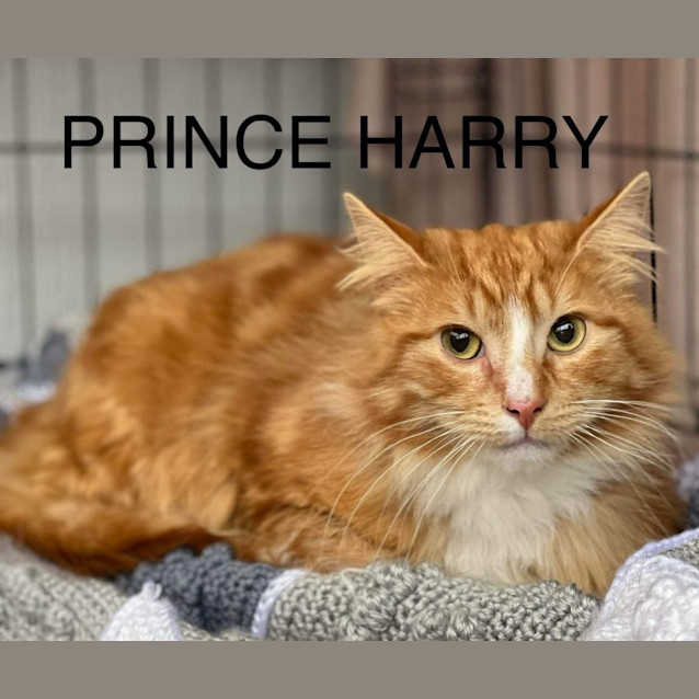 Photo of Prince Harry