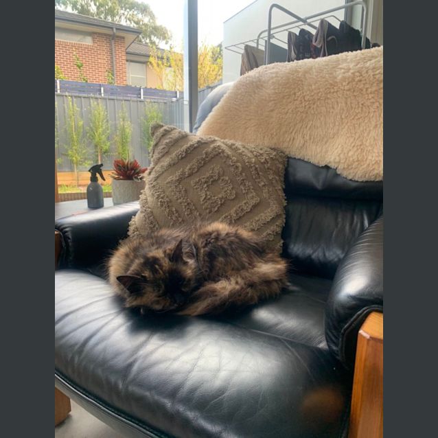 Photo of Amber