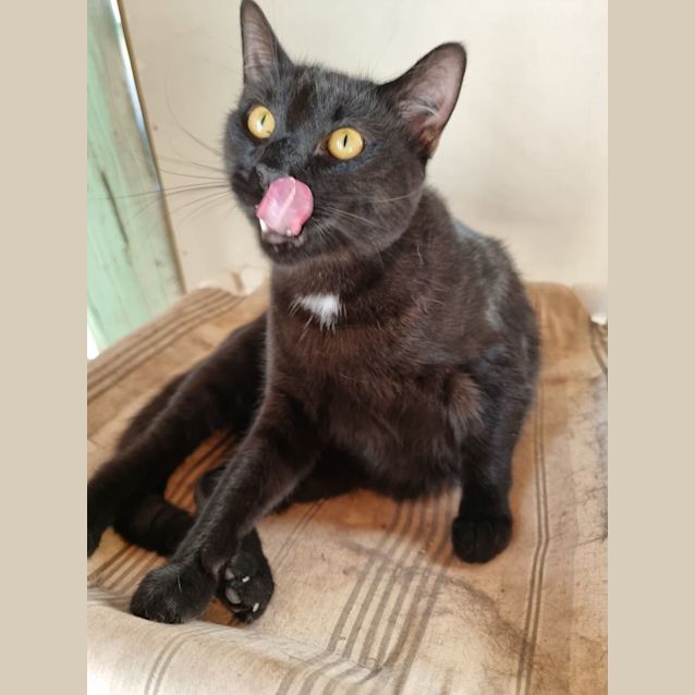Photo of Jett