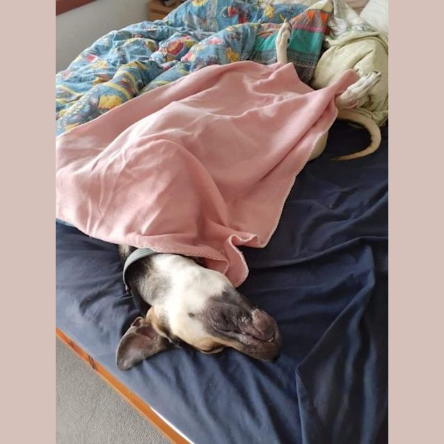 Photo of Tilly