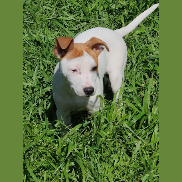 Photo of Pizzarino Or Margarita