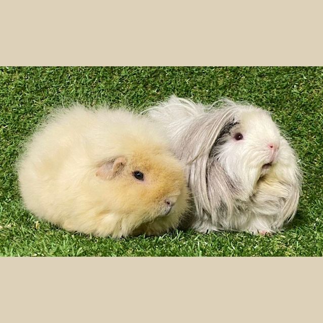 Photo of Daisy & Chloe