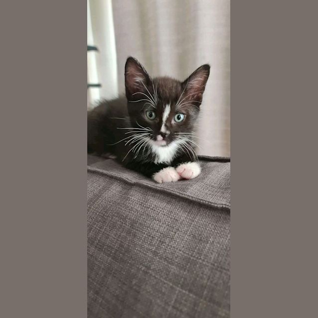 Photo of Patch