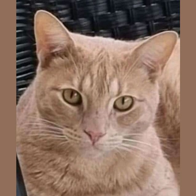 Photo of Phoenix
