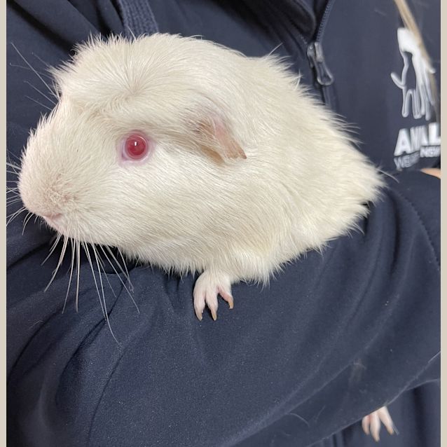 Photo of Goma (Guinea Pig 59)