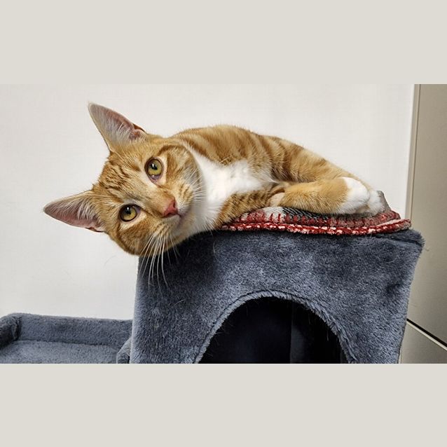 Photo of Nutmeg