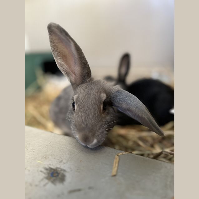 Photo of Cookie