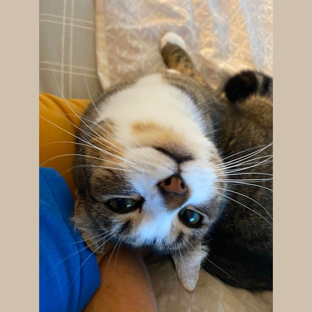 Photo of Piper