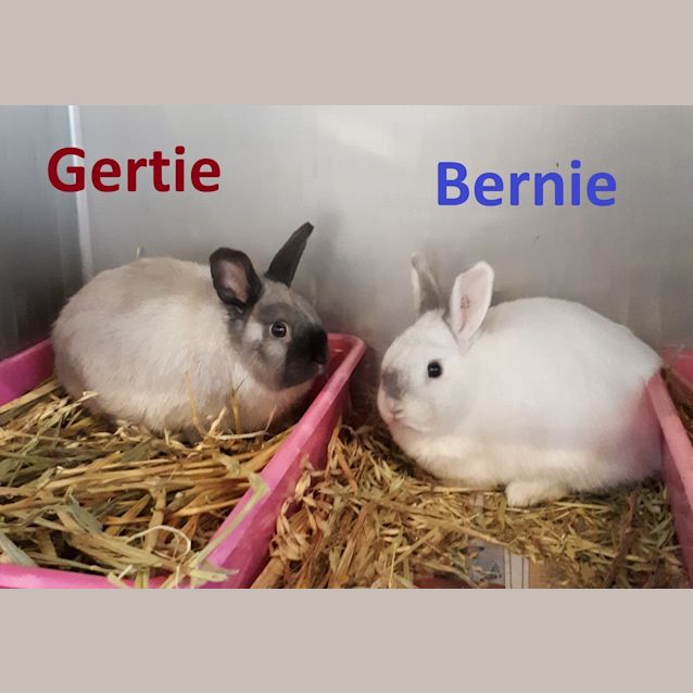 Photo of Bernadette (Bonded To Gertrude)