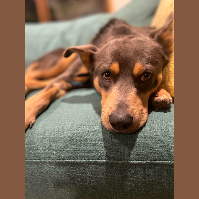 Photo of Dusty