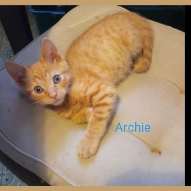Photo of Archie 