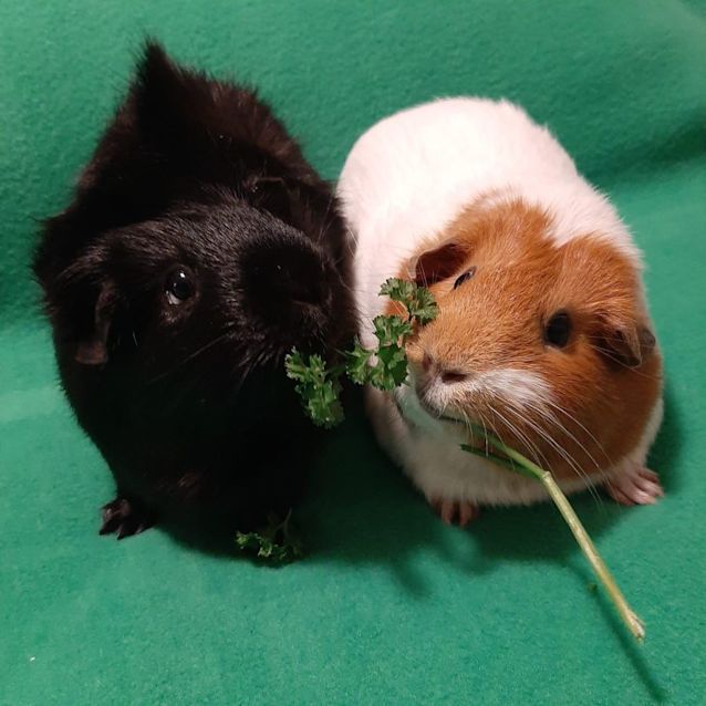Photo of Midnight & Gelato
