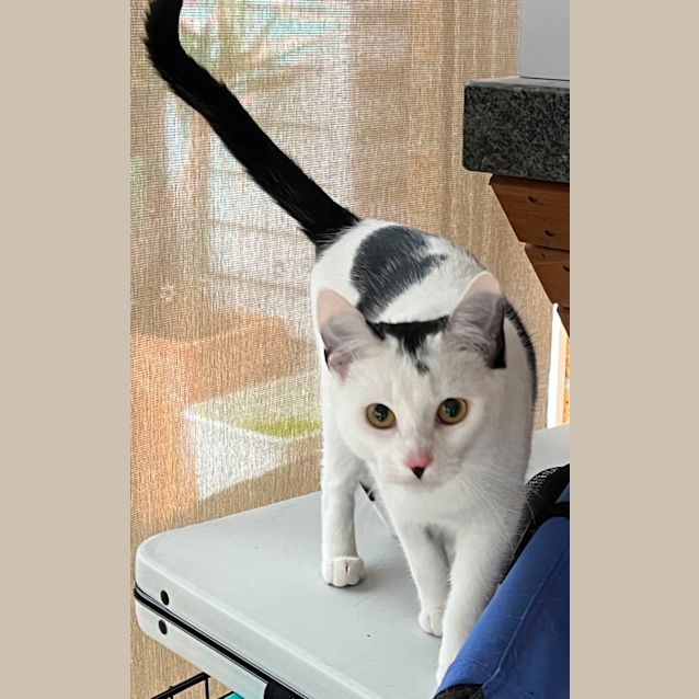 Photo of Monica  Meet Me At Pe Tstsock Mornington Central