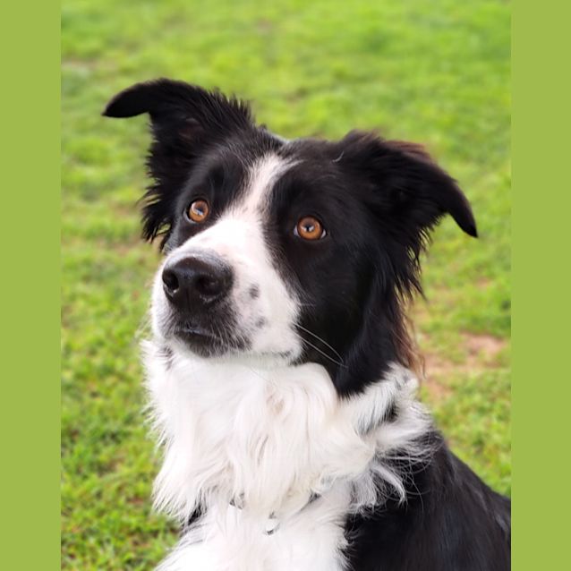 Photo of Willow