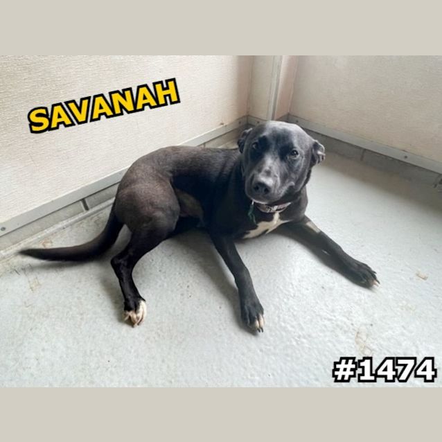 Photo of Savanah (Imp No. 1474)