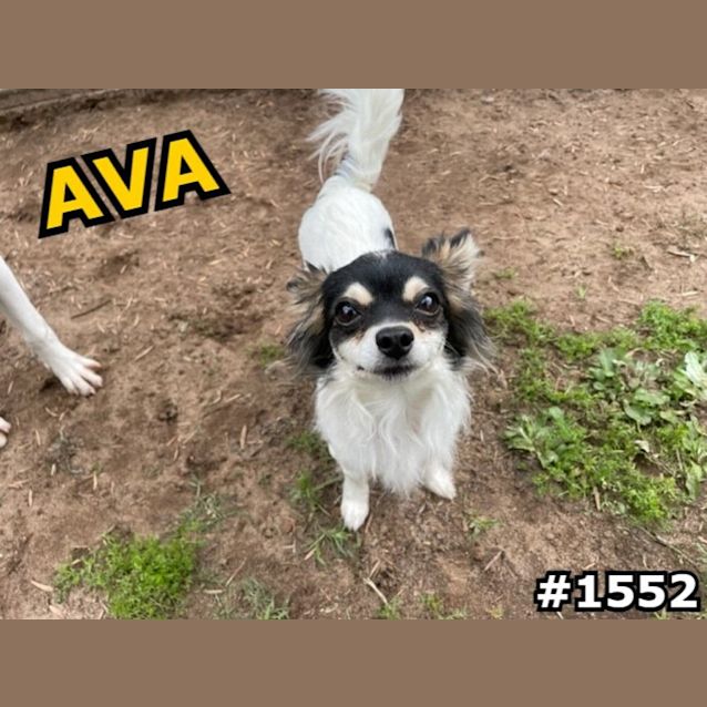 Photo of Ava (Imp No. 1552)