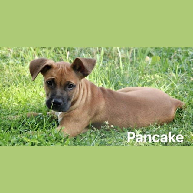 Photo of Pancake