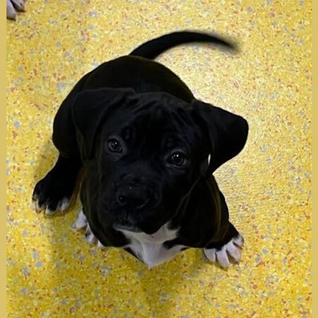 Photo of Nibbler
