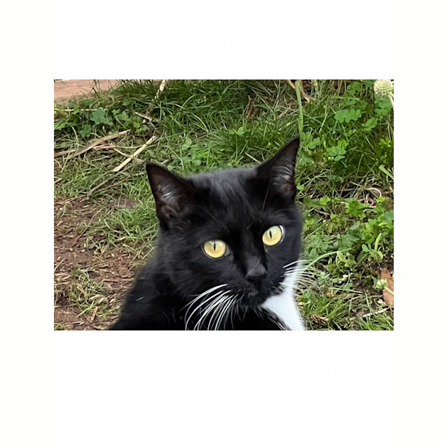 Photo of Lewis & Morse   Bonded Sister And Brother