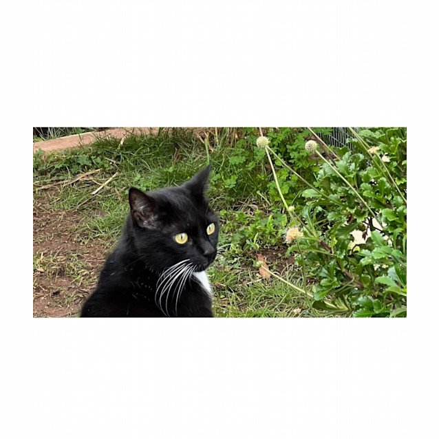 Photo of Lewis & Morse   Bonded Sister And Brother