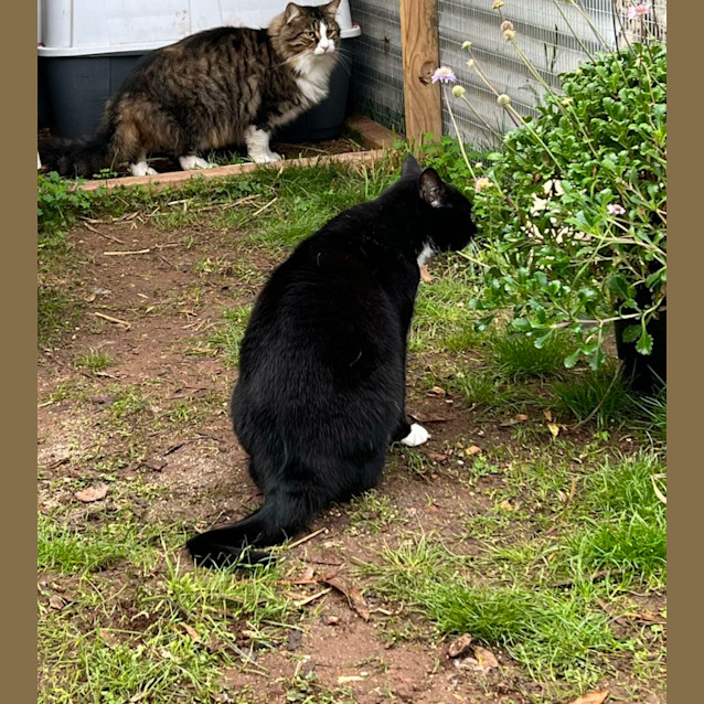 Photo of Lewis & Morse   Bonded Sister And Brother