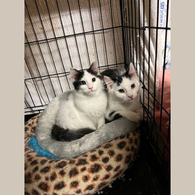 Photo of Indy And Marty 