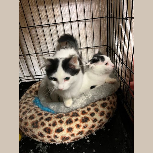 Photo of Indy And Marty 