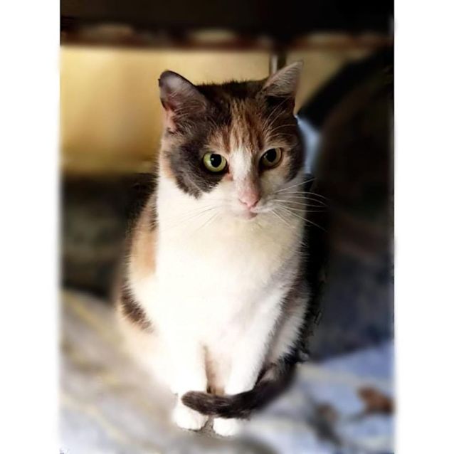 Photo of 7351   Goldie