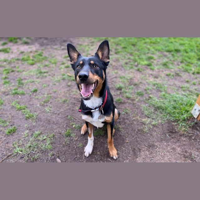 Photo of Moose