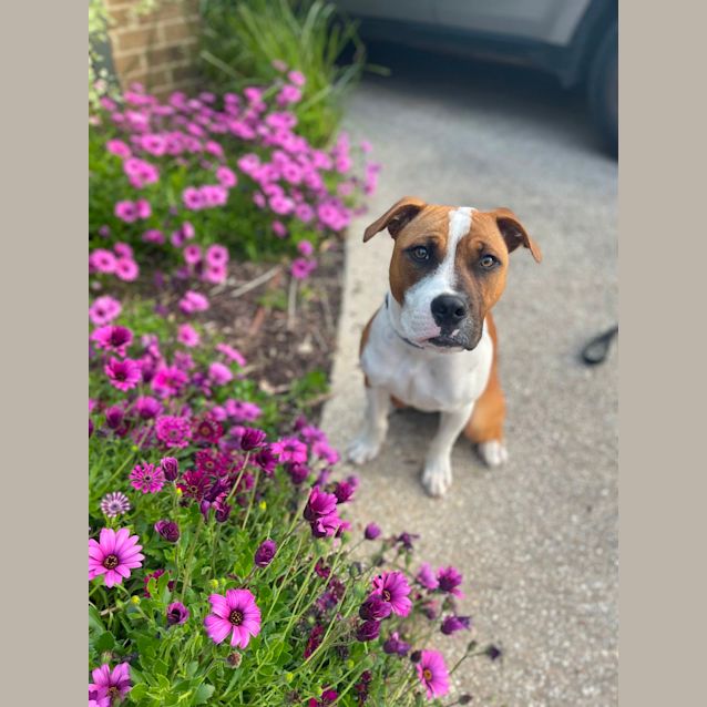 Photo of Bailey