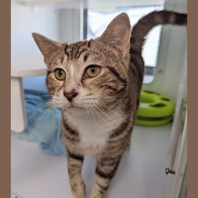 Photo of Romeo