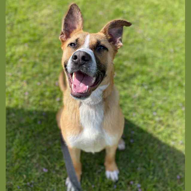 Photo of Archie