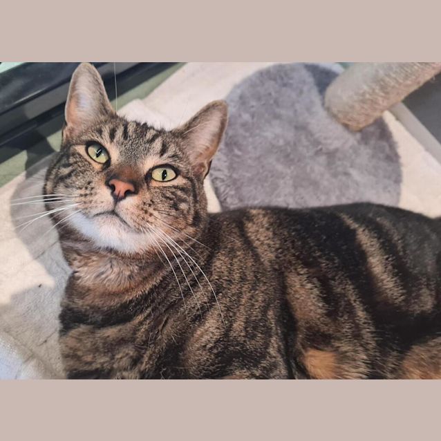 Photo of Puss In Boots