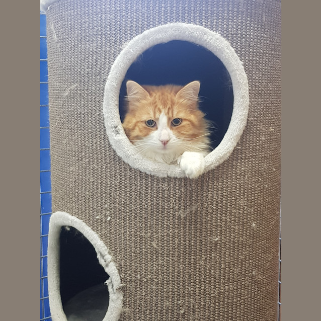 Photo of Scout