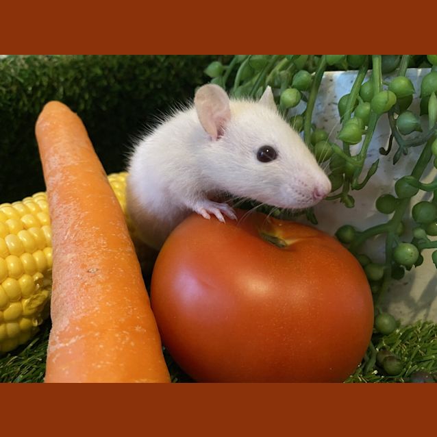 Photo of Splinter 