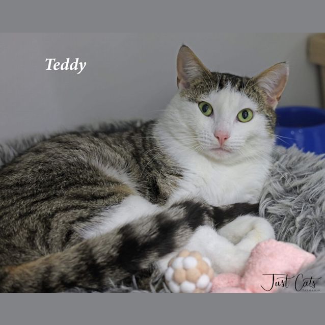 Photo of Teddy
