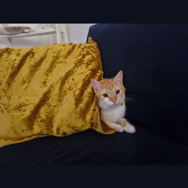 Photo of Carrot